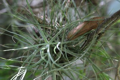 Tillandsia schiedeana, photographed by Ricard Busquets Reverte