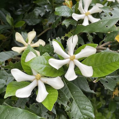Gardenia jasminoides, photographed by Takaaki Hattori