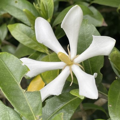 Gardenia jasminoides, photographed by Takaaki Hattori