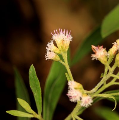 Pluchea dioscoridis, photographed by Wynand Uys
