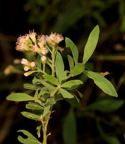 Pluchea dioscoridis, photographed by Wynand Uys