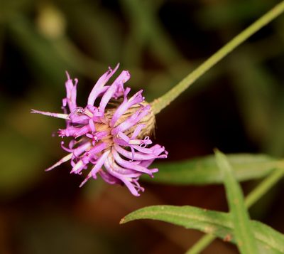 Parapolydora fastigiata, photographed by Wynand Uys