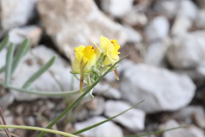 Linaria supina, photographed by Roland Godon