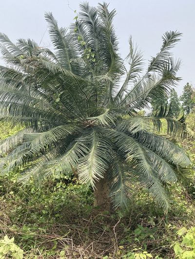Cycas pectinata, photographed by John Kenrick Gibson