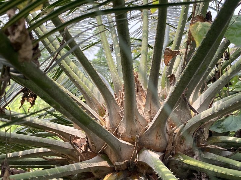 Cycas pectinata, photographed by John Kenrick Gibson