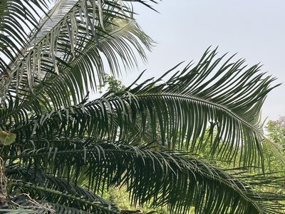 Cycas pectinata, photographed by John Kenrick Gibson