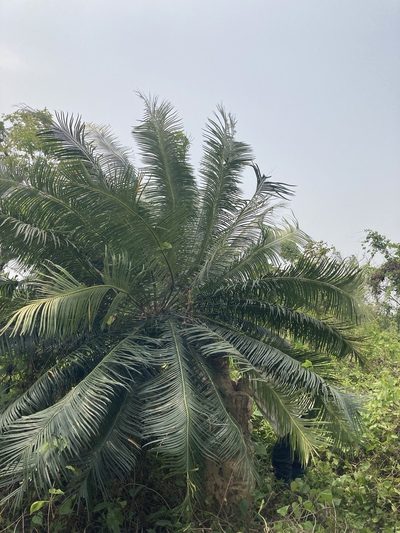 Cycas pectinata, photographed by John Kenrick Gibson