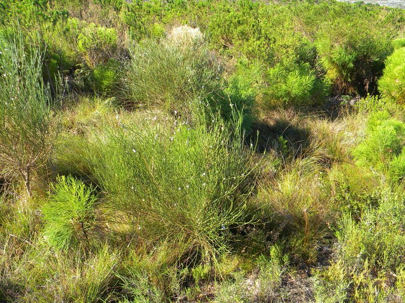 Psoralea aphylla, photographed by Tim Kirsten