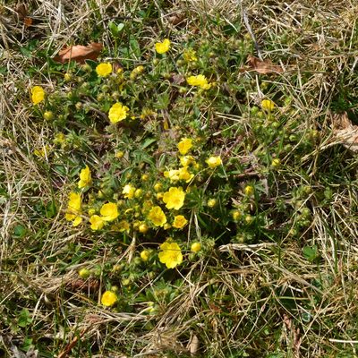 Potentilla heptaphylla, photographed by Petr Harant