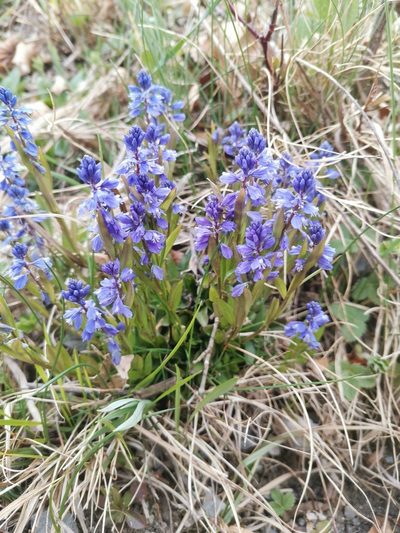 Polygala amara, photographed by Ljaž
