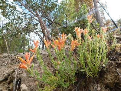 Castilleja rhizomata, photographed by Jonathan Rodriguez