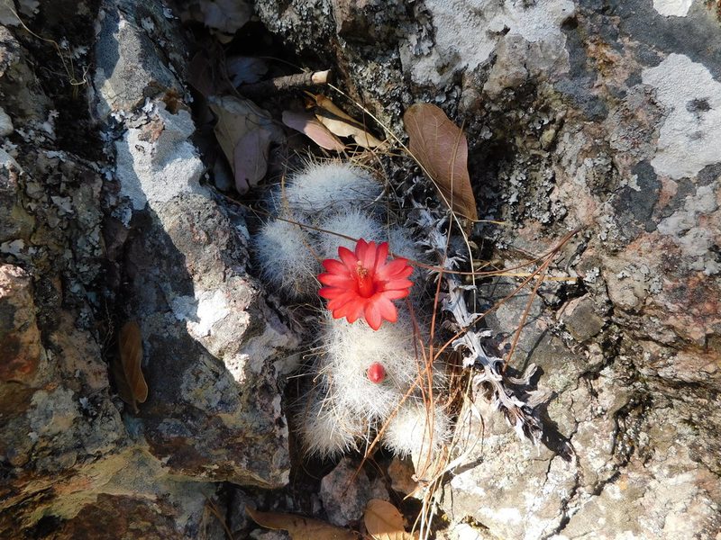 Mammillaria senilis, photographed by Jonathan Rodriguez