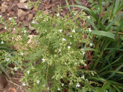 Eucrypta chrysanthemifolia, photographed by George Williams
