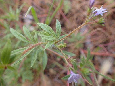 Allophyllum glutinosum