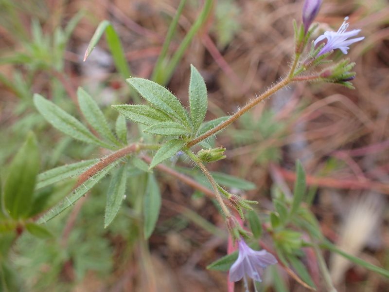 Allophyllum glutinosum, photographed by George Williams