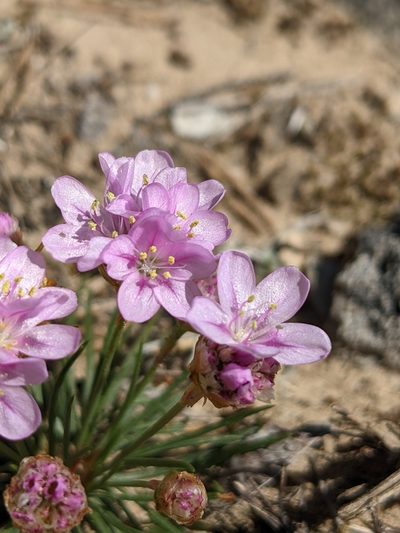 Armeria girardii, photographed by Denis Bastianelli
