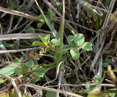 Hosackia gracilis, photographed by Caleb Catto