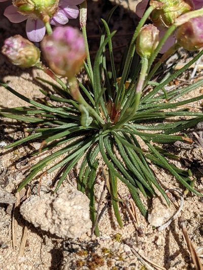 Armeria girardii, photographed by Denis Bastianelli