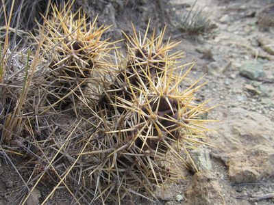 Austrocactus coxii, photographed by Nicolas Olejnik
