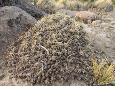 Austrocactus coxii, photographed by Nicolas Olejnik