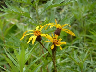 Ligularia dentata, photographed by Andreas Taeger