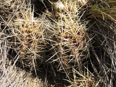 Austrocactus coxii, photographed by Nicolas Olejnik