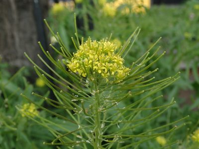 Sisymbrium irio