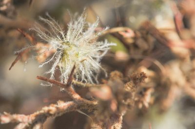 Adesmia polyphylla, photographed by Morten Ross