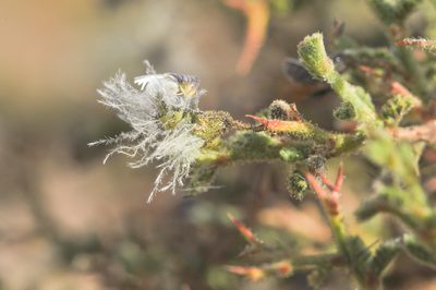 Adesmia polyphylla, photographed by Morten Ross