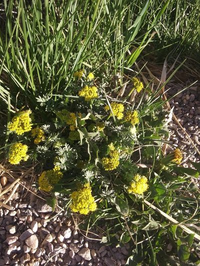Lomatium minimum, photographed by John Powers