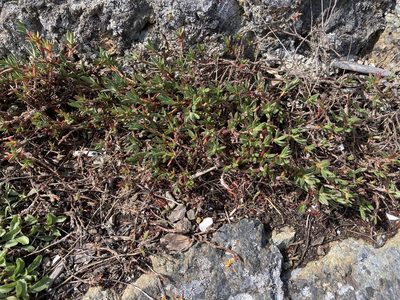 Polygonum paronychia, photographed by Caleb Catto