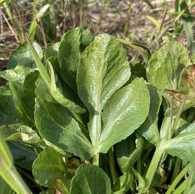 Sanicula bipinnatifida, photographed by Caleb Catto