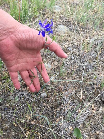 Delphinium sutherlandii, photographed by Kes M.