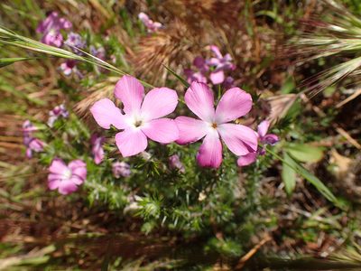 Linanthus californicus, photographed by George Williams