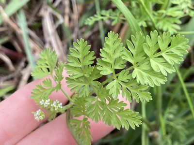 Chaerophyllum tainturieri, photographed by kent ozment