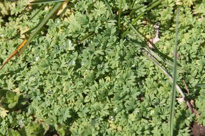Alchemilla australis, photographed by Violet T.