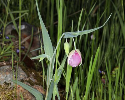 Calochortus amoenus, photographed by Steve Matson