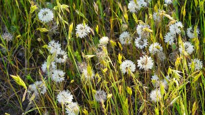 Achyrachaena mollis, photographed by Michael Warner