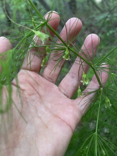 Asparagus tenuifolius, photographed by Giorgia Mocilnik