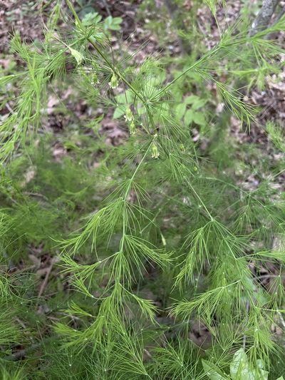 Asparagus tenuifolius, photographed by Giorgia Mocilnik