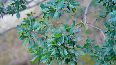 Quercus douglasii, photographed by Michael Warner
