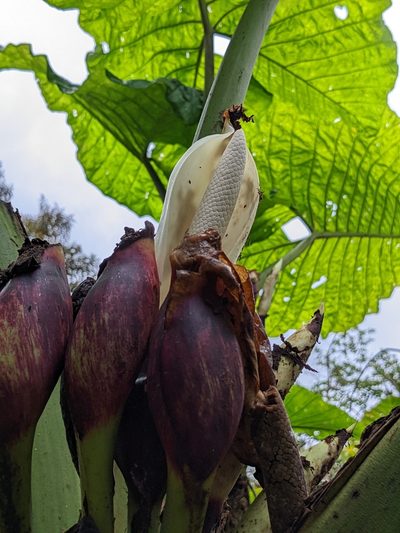 Xanthosoma undipes, photographed by Attila Oláh