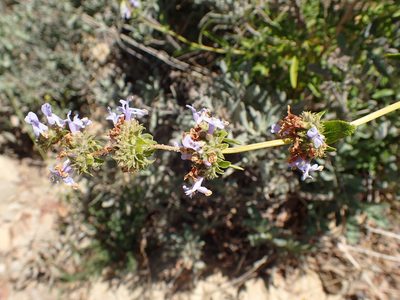 Salvia mellifera, photographed by George Williams