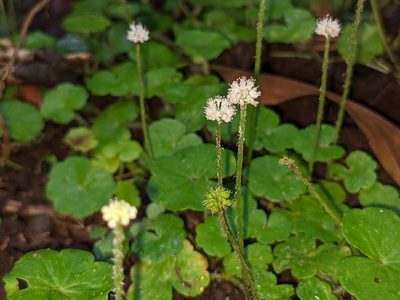 Hydrocotyle leucocephala, photographed by Attila Oláh