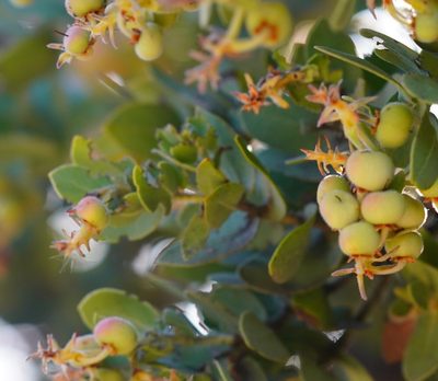 Arctostaphylos auriculata, photographed by Michael Warner
