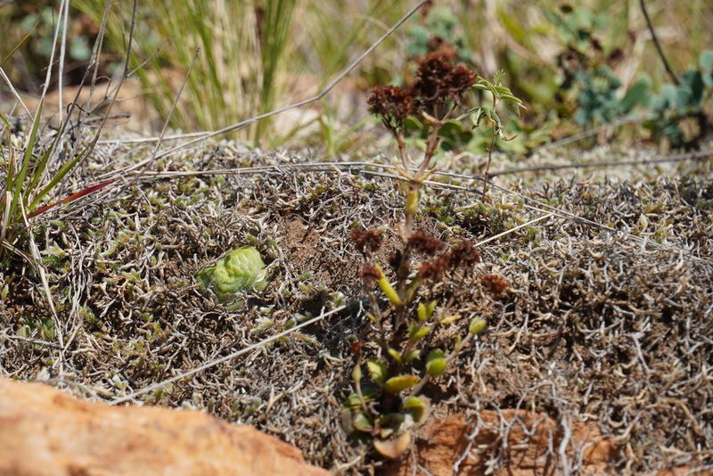 Crassula setulosa, photographed by Matthew Fainman
