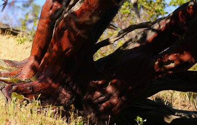 Arctostaphylos manzanita, photographed by Michael Warner