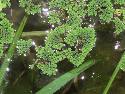 Azolla pinnata, photographed by chiuluan