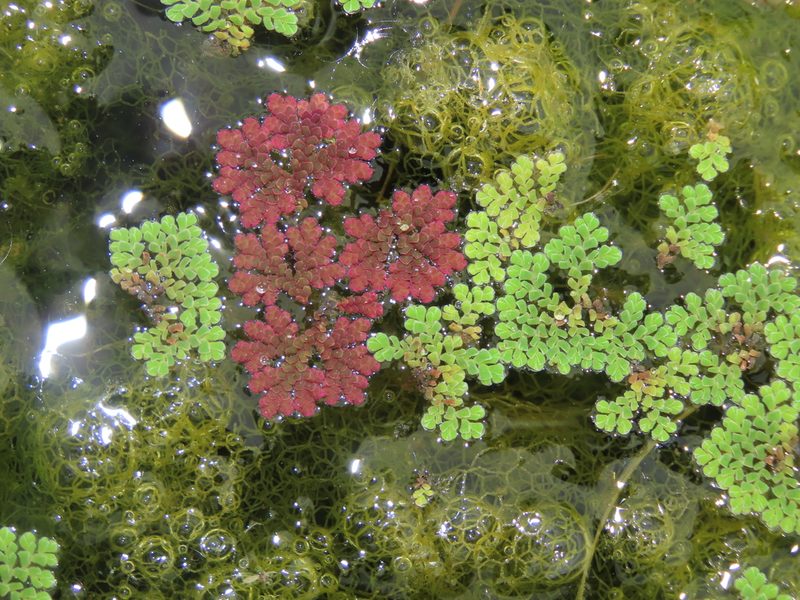 Azolla caroliniana, photographed by chiuluan