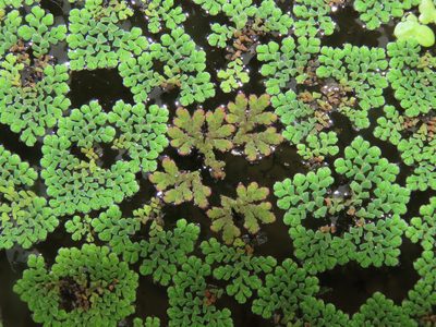 Azolla caroliniana, photographed by chiuluan